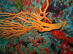 Flagellar sea fan