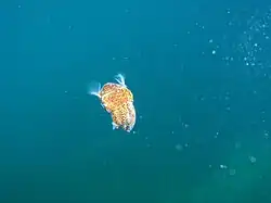 Bobtail squid Euprymna tasmanica