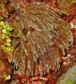 Feather Stars are best appreciated close-up.
