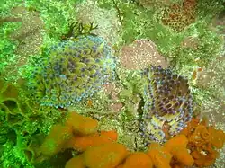 Gas flame nudibranchs