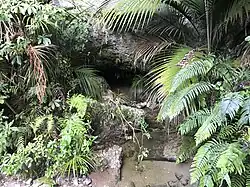 Heaphy Track - Cave Entrance with Creek Running out
