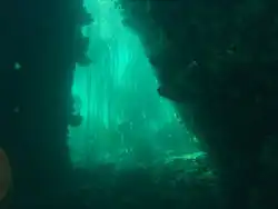 Looking out from the swimthrough