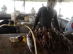Korey collected 20 lobsters, a baracuda and an octopus in 2 hours diving on the Fathom off South Point Lighthouse in December 2013.