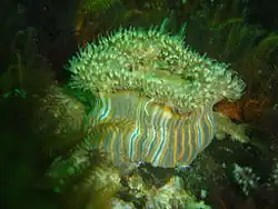 Large striped anemone