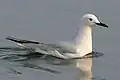Slender-billed gull (Chroicocephalus genei)