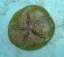Live sand dollars may be less frequent.