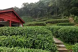 A hillside with rows of tea bushes