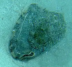 Swimming down through the sandy water confirms a Hemet Conch.