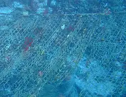 Nets are often laid on Cobblers Reef to be hauled by fishermen, or dived by divers. They are a good reason for divers to carry a diving knife.
