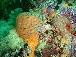 Invertebrate reef assemblage