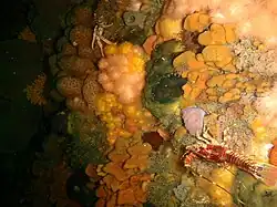 Soft corals, rock lobster, sponges and colonial ascidians
