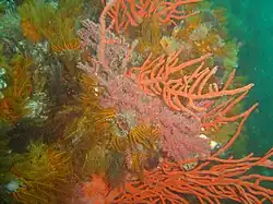 Reef scene at D-Frame