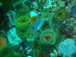 Dense cover of sandy anemones