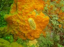 Scribbled nudibranch