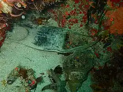 Large skate egg-case