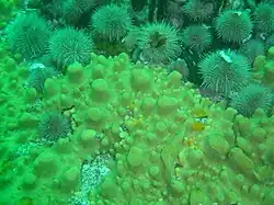 Sponge and urchins