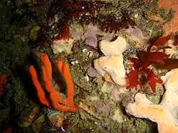 Orange tree sponge