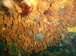 Sponges and colonial ascidians