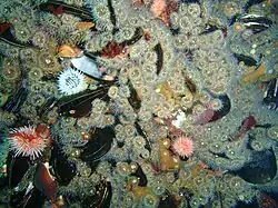 Dense cover of striped anemones