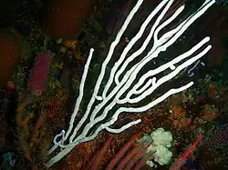 White sea fan